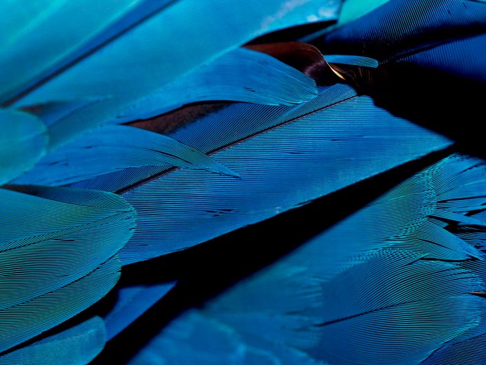 Blue-and-Yellow Macaw Feather (Ara Ararauna)