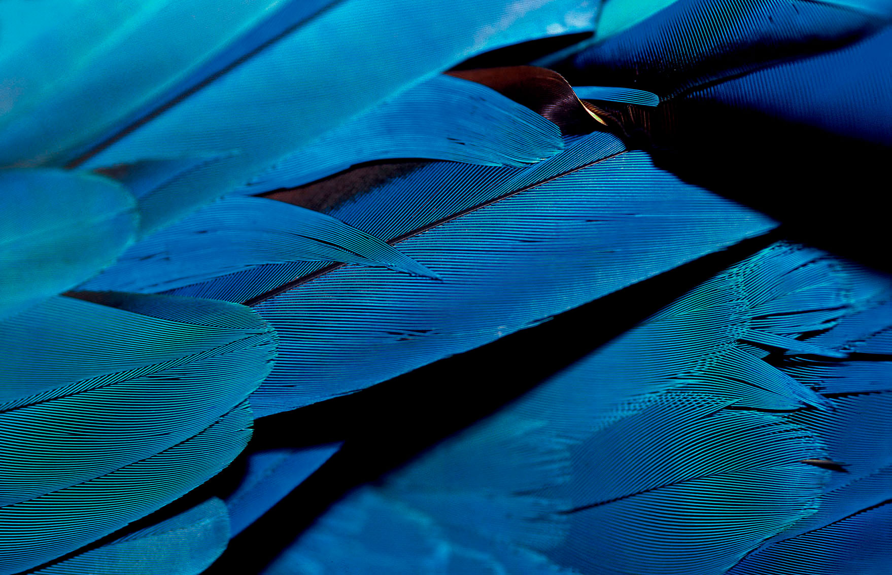 Blue-and-yellow macaw feather (Ara ararauna) | Bahia | Brazil