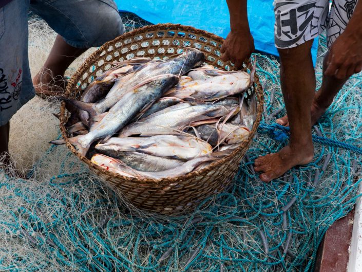 Pescado Desembarcando