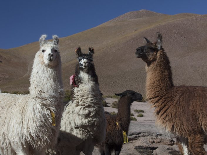 Lhamas no Altiplano Andino