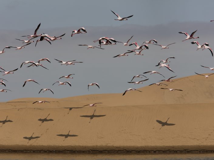 Flamingos in Swakopmund Dunes