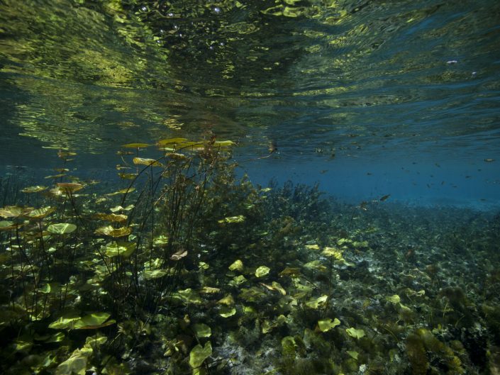 Urania Water Spring