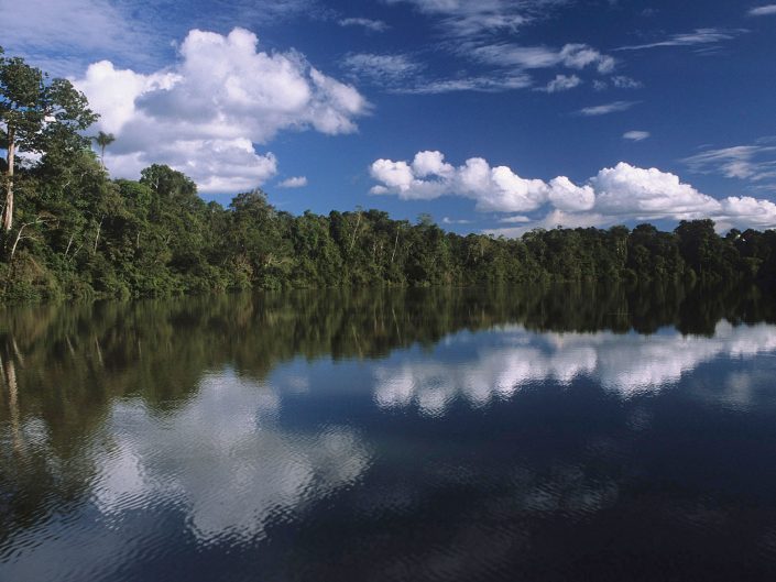 Amazon Forest on Upper Solimões