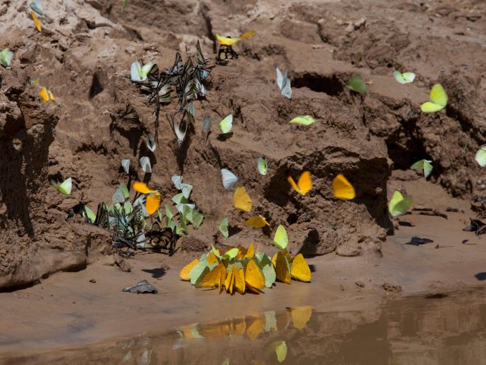 Butterflies on the Edge of the Ituí River