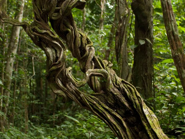 Floresta Amazônica do Alto Solimões
