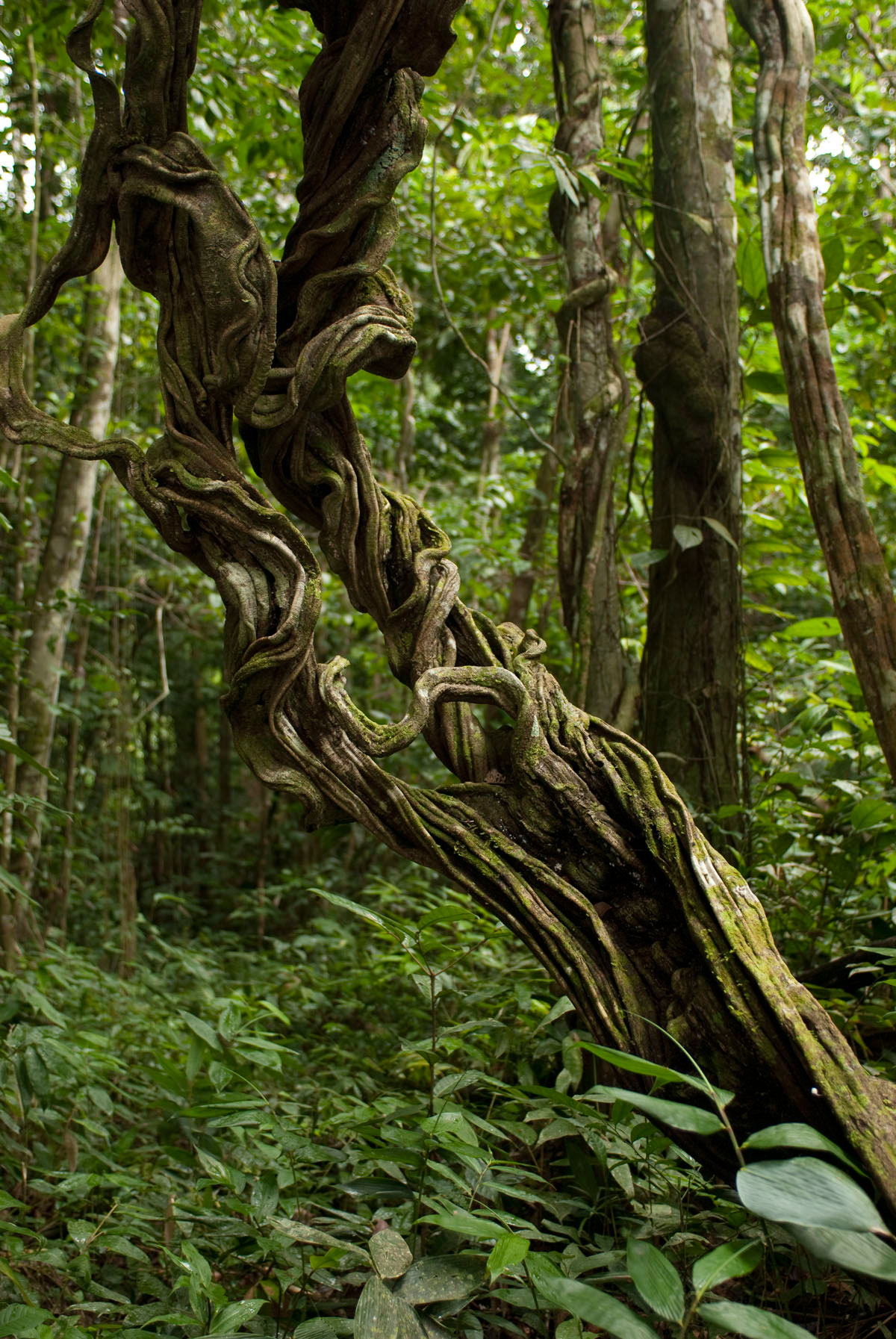 Amazon Forest in Upper Solimões River