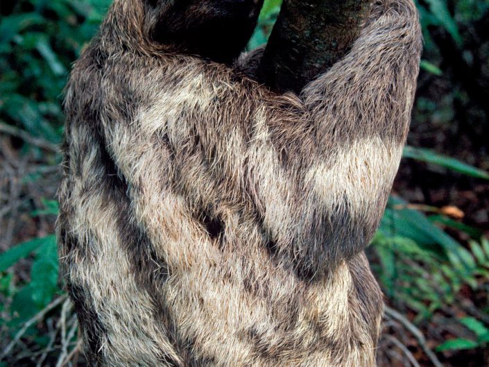 Preguiça-de-coleira (Bradypus Torquatus)