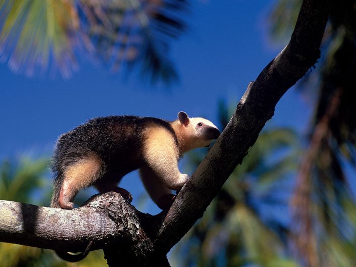 Tamanduá-mirim (Tamandua Tetradactyla)