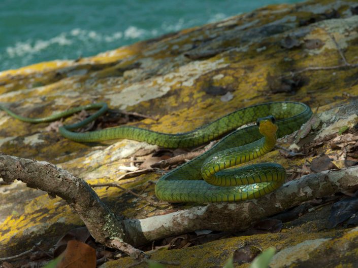 Cobra Verde (Philodryas Olfersii)