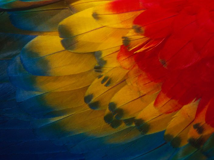 Yellow-Winged Macaw Feathers (Ara Sp.)