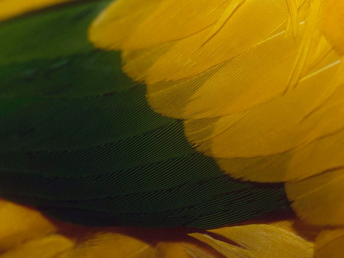 Golden Parakeet’s Feather (Guaruba Guarouba)