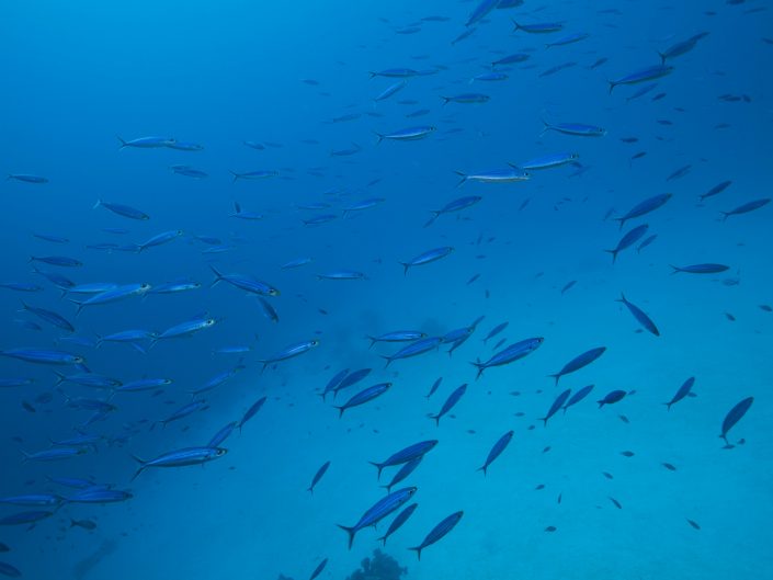 Bonaire National Marine Park