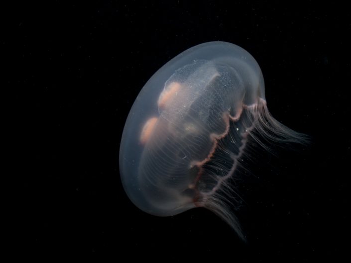 Jellyfish | Bonaire National Marine Park