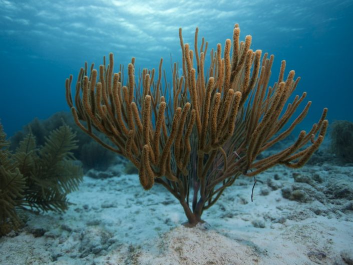 Coral Reef | Bonaire National Marine Park