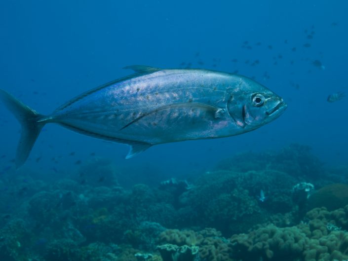 Apo Island Marine Sanctuary