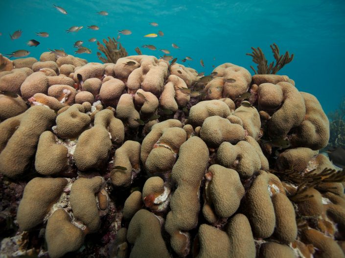 Coral Reef | Bonaire National Marine Park