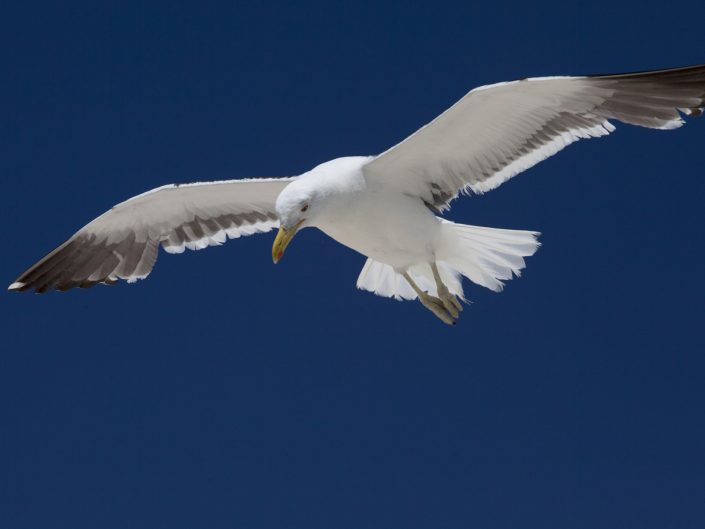 Seagull (Larus Dominicanus)
