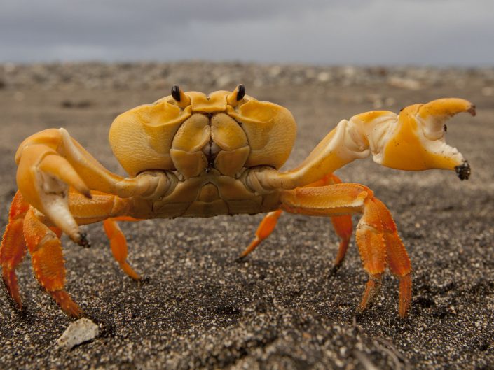 Yellow Crab