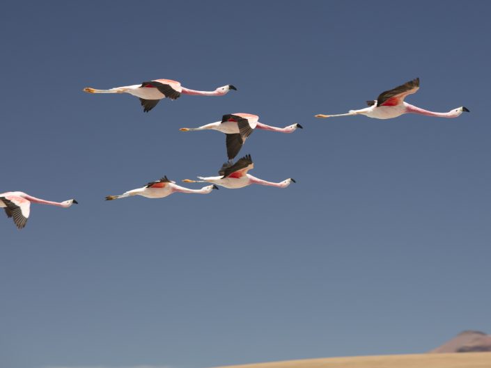 Flamingos Sobrevoando o Atacama