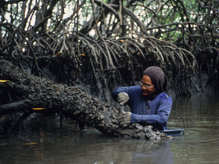 Oyster Collector