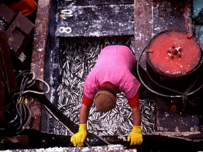 Industrial Fishing of Sardine
