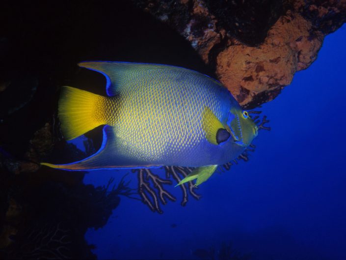 Queen Angelfish (Holacanthus ciliaris)