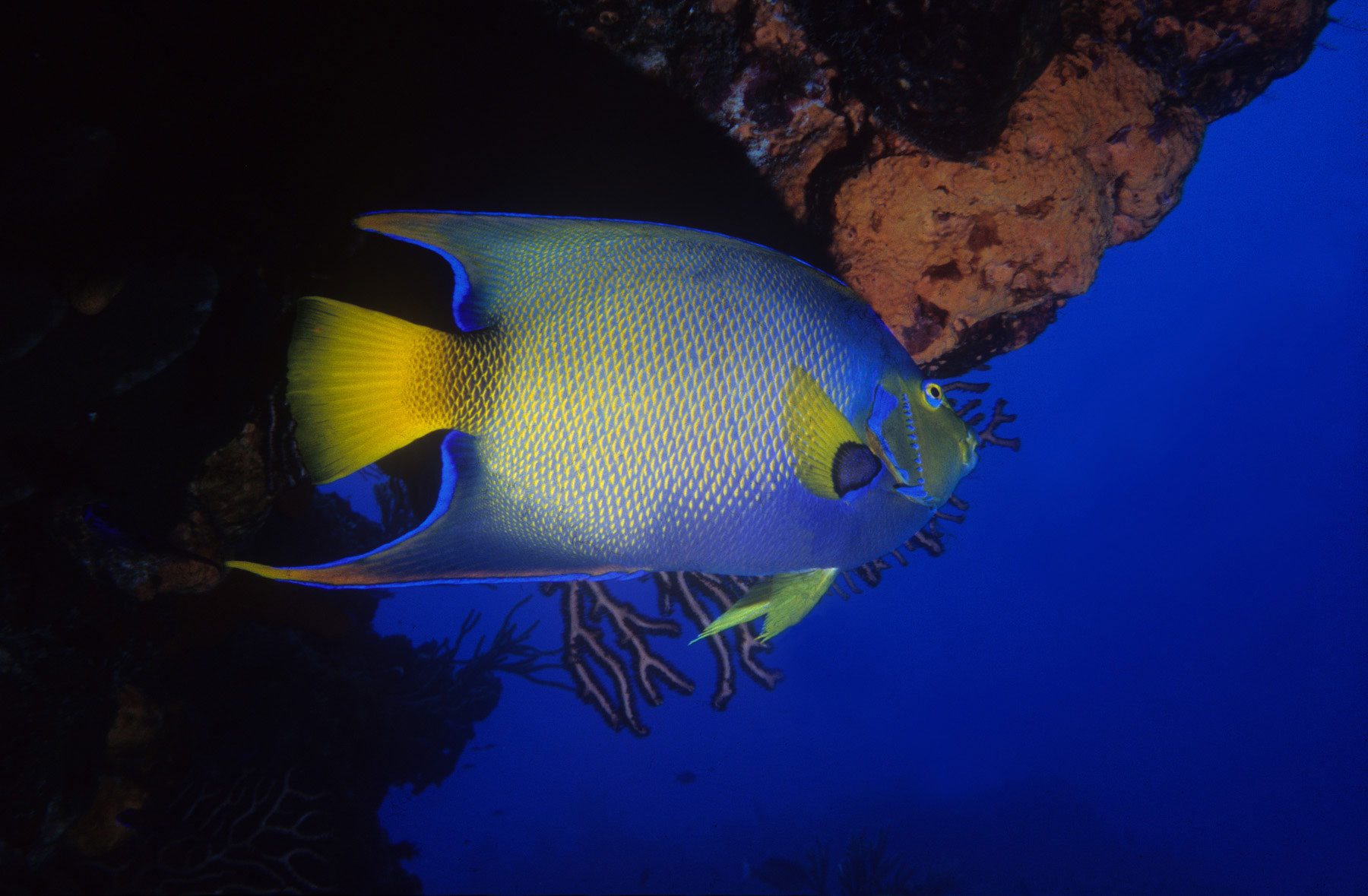 Queen Angelfish (Holacanthus ciliaris) Cozumel island | Mexico