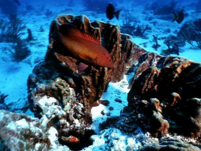 Red grouper (Cephalopholis Sp.)