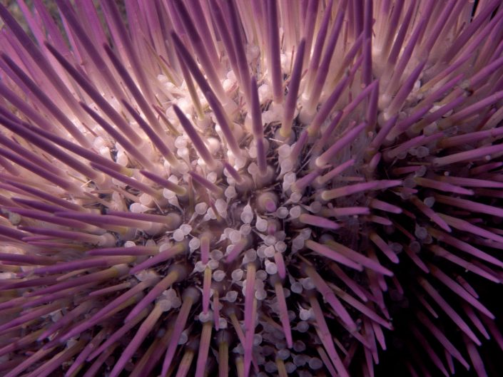 Variegated sea urchin (Lytechinus variegatus)