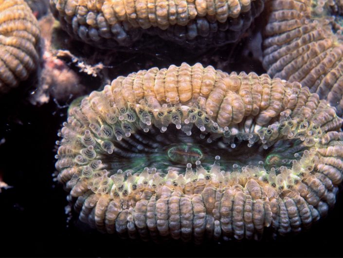 Endemic Brazilian Coral (Mussismilia Hartti)
