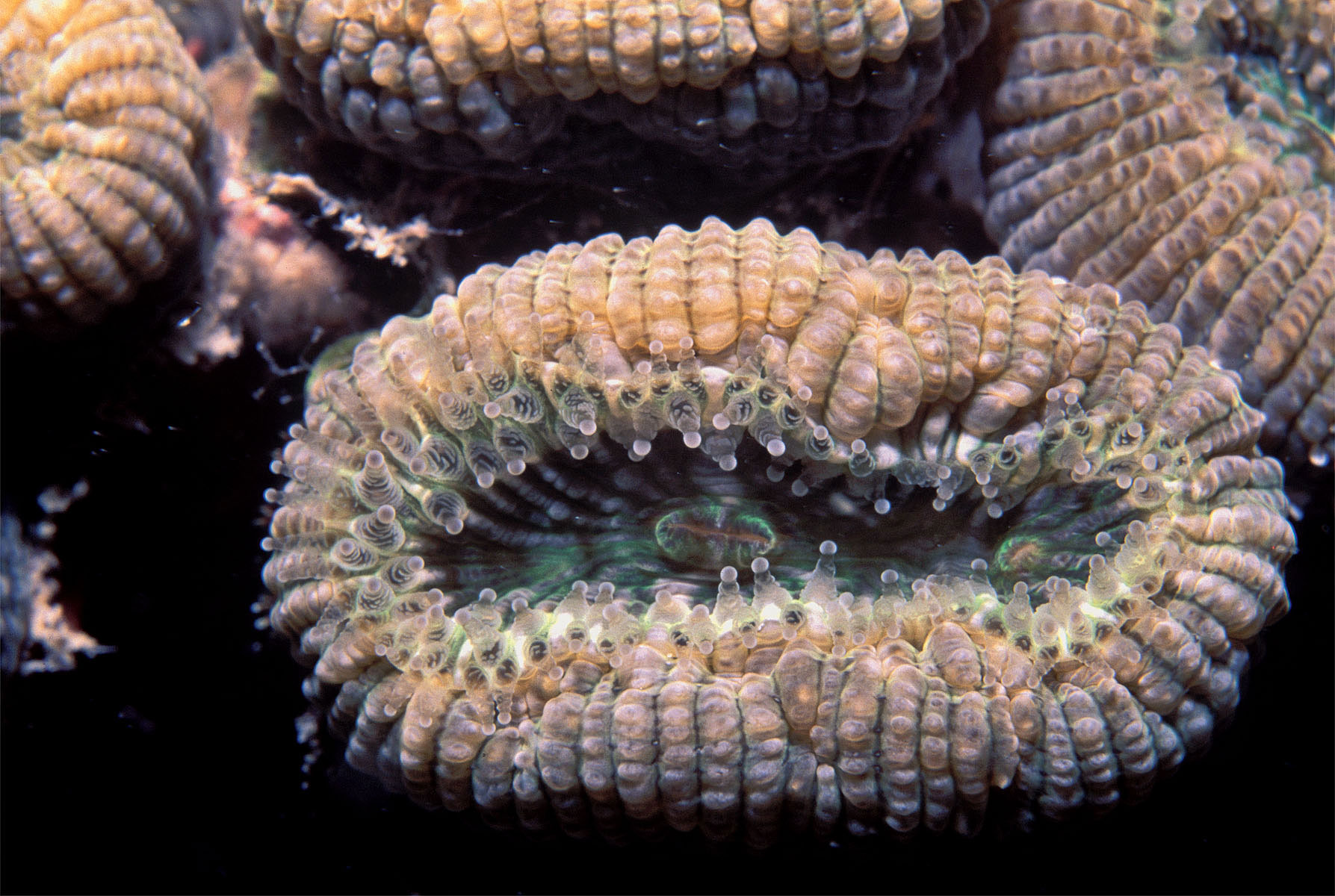 Coral Endêmico do Brasil (Mussismilia Hartti)
