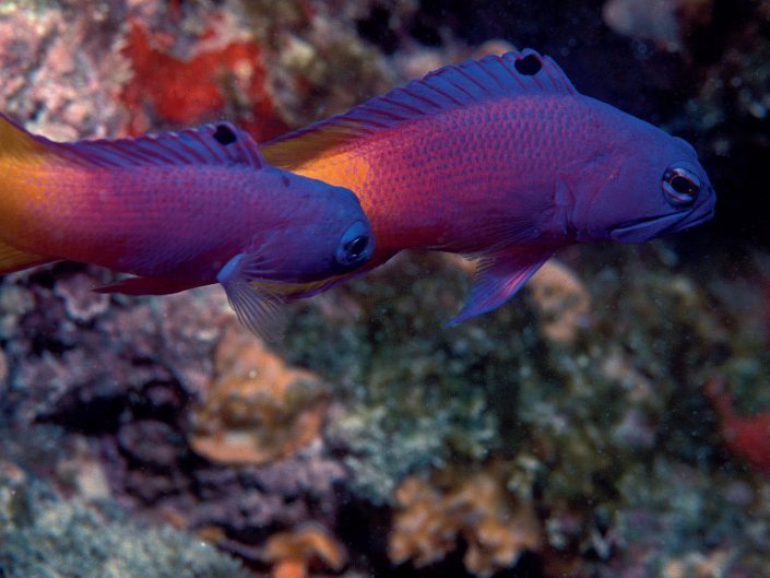 Reef-dwelling fish (Gramma brasiliensis)