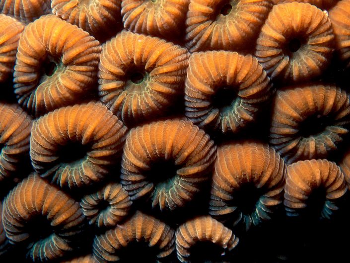 Greater star coral (Montastrea cavernosa)