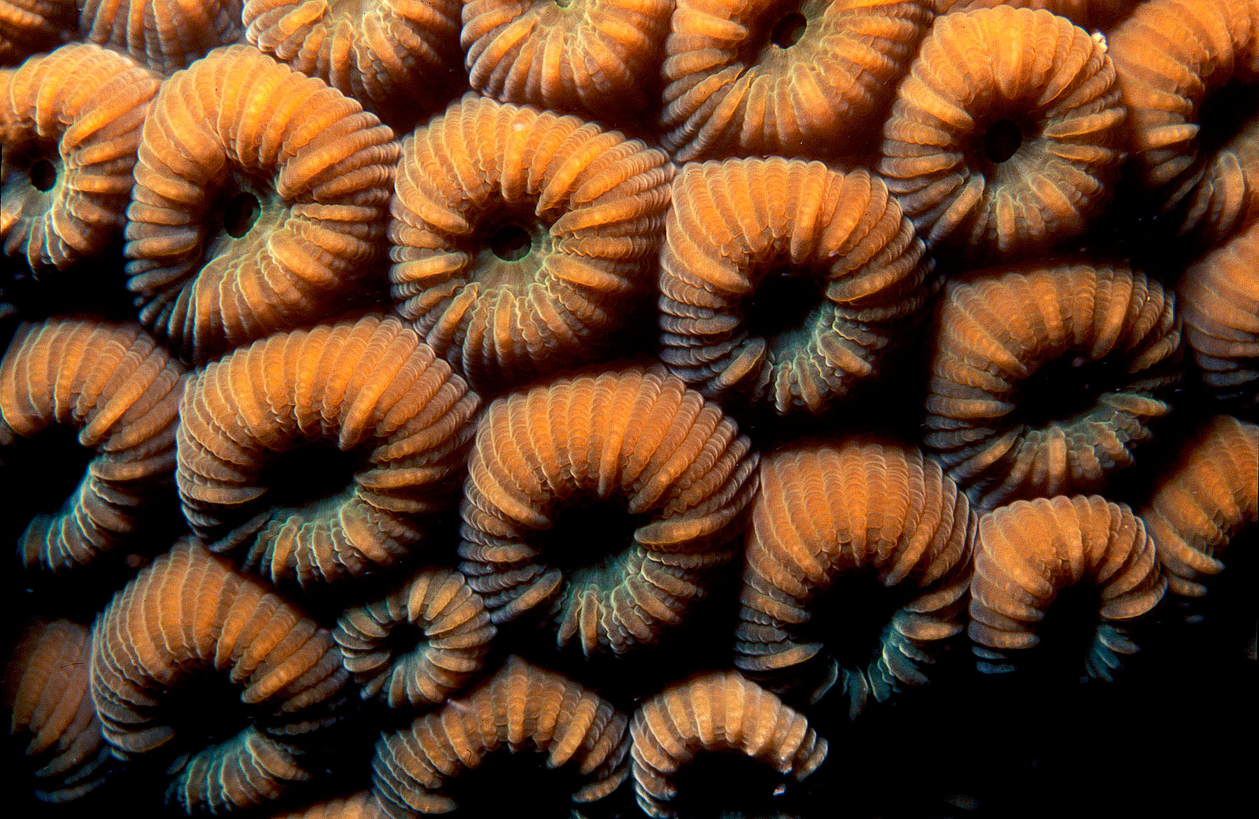 Coral-duro (Montastrea Carvernosa)
