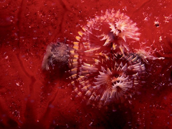 Polychaete worm (Spirobranchus giganteus) on a sponge (Dragmacidon reticulatus)